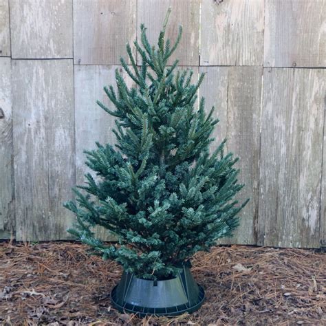 These <b>trees</b> come in different shapes and sizes from under 4 feet to over 8 feet. . Christmas tree real near me